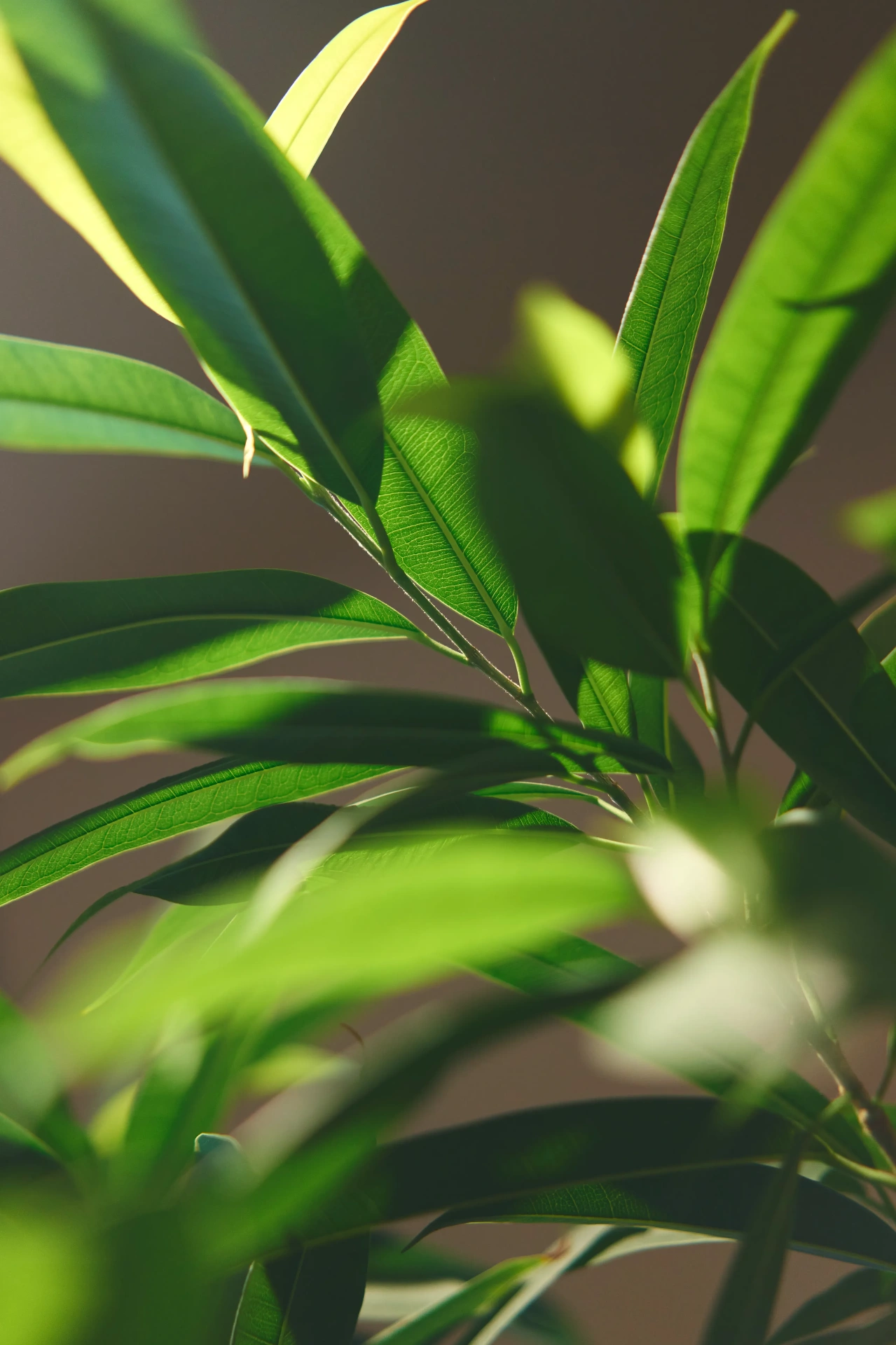 女性のすべてのライフステージに寄り添うプログラム